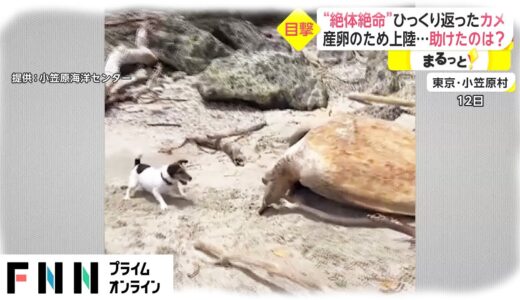 “絶対絶命”ひっくり返ったカメ　ピンチ救ったのは...散歩中の犬