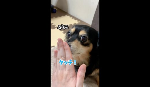 間違えて技を覚えてしまった犬