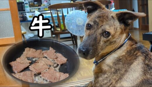 晩御飯の焼肉を元猟犬にも分け与えました　牛肉が好きみたいで、ものすごく喜んでました