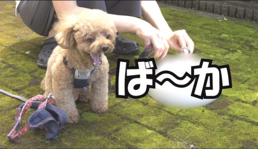 【新犬用品】パパと犬の連休はこうでした