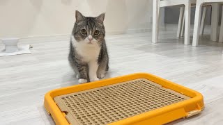 間違って犬用のトイレを買っちゃったら猫の反応がかわいすぎました…w