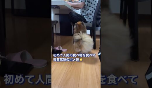 初めて人間の食べ物を食べた犬のその後がこちら