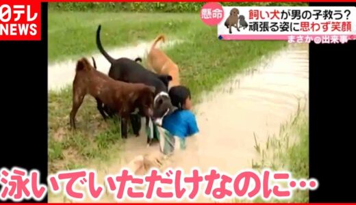 【まさか】5匹の犬が男の子を救出？  頑張る姿に思わず笑顔  タイ