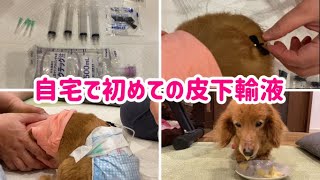 【老犬】※閲覧注意※自宅で初めての皮下輸液したよ【ダックスフンド】