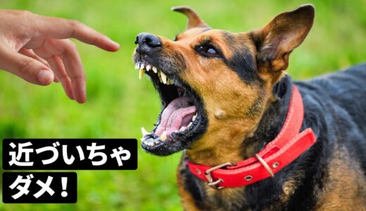 赤い首輪をしている犬に近づいてはいけない理由