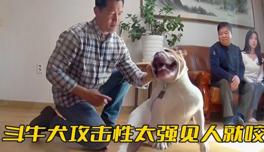 鬥牛犬攻擊性太强，不僅把全家人咬了個遍，就連訓犬師都差點翻車