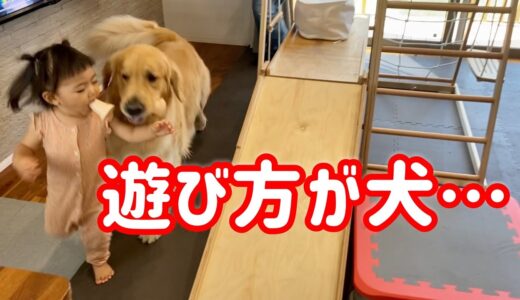 生まれた時から大型犬と共に育った2歳児がこちらです😅