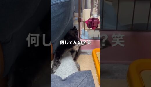 【アホ犬シュナウザー】氷への執着心が強めのミニチュアシュナウザーまろ