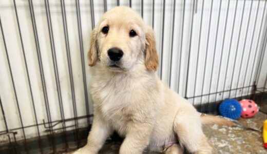 子犬会いに行ったら中型犬くらいになってましたw