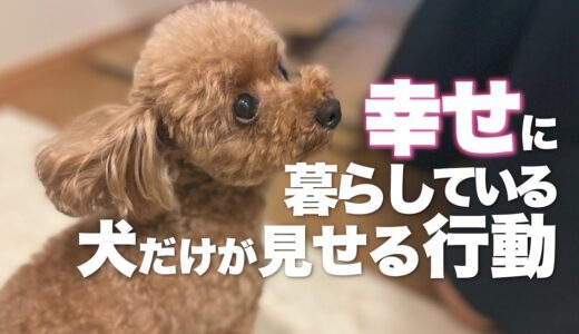 幸せに暮らしている犬が見せる行動　愛犬を幸せにする方法