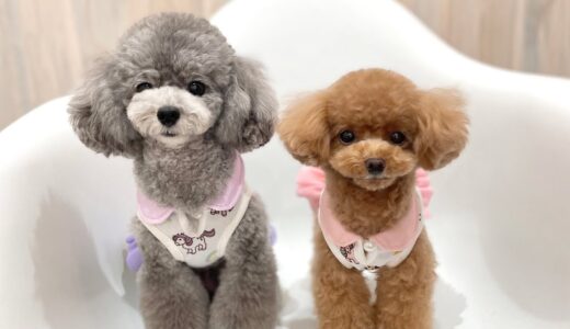 久々の再会で絶好調な犬たちが可愛い…【トリミング】【トイプードルのコロン】