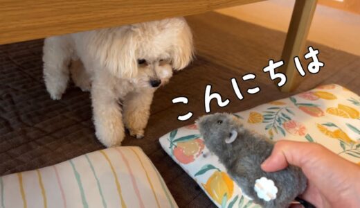 ネズミのおもちゃと初対面した犬の反応は？