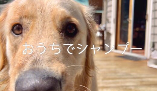 ママ一人で大型犬をシャンプーしてみた結果