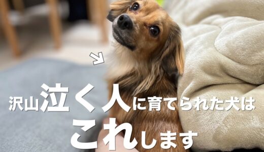 沢山泣く人に育てられた犬はこんな行動をします。