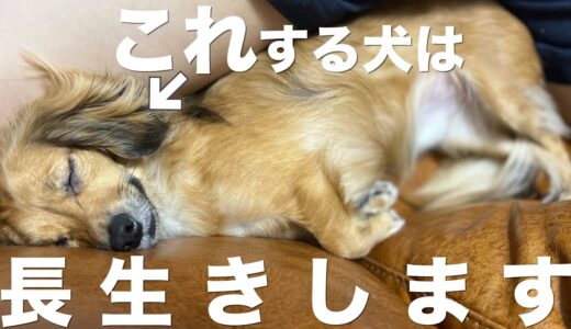 こんな行動をする犬は長生きします。