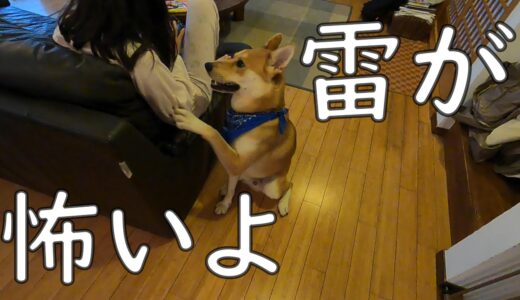 おねえちゃんを頼る保護犬ワンジロー