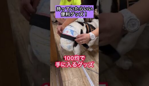 犬のオムツ着用アイテム【持っておいて損ナシ】100円均一で手に入ります☺️#フレンチブルドッグ #フレブル#アメリカンブリーエキゾチック#紅谷屋