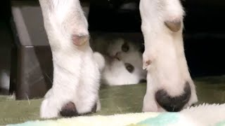 犬の足元に潜んでいたクノイチちびコロまん丸子ちゃん