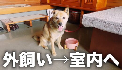 長年外飼いだった愛犬コロちゃんを室内に入れた反応がこちらです