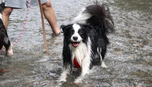 【川遊び】同居犬こゆきが見えなくなった途端、聞いたことのない声で叫び始めたソラ