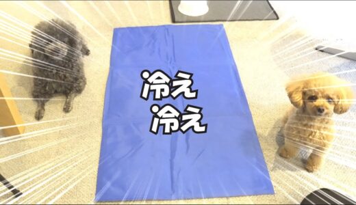 犬に1枚のひんやりマットを与えた時の反応がこちら