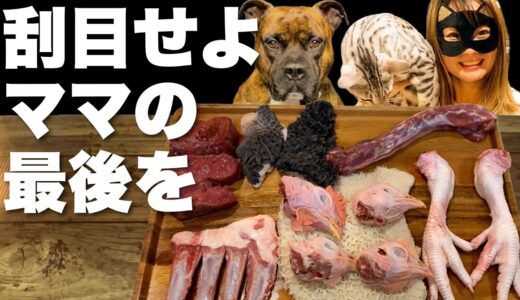 【大食い犬ASMR】ママから最後の生肉を頂く愛犬【飯テロ/MUKBANG】