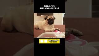 早押しクイズに挑戦する犬