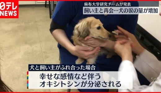 【麻布大学が発表】飼い主と再会…犬も感情高ぶると“涙流す”