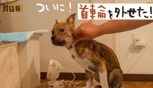 牧場に捨てられてた犬との生活31日目 首輪を外すことができました