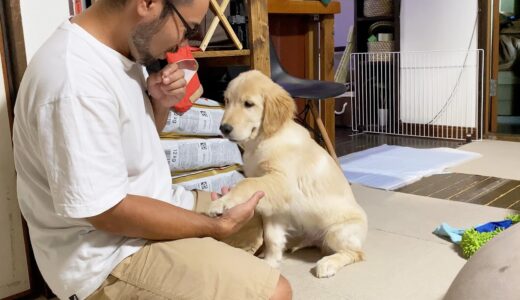 生後三ヵ月でお手までマスターする天才犬がこちらです