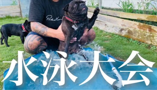 フレブル13頭でシンクロナイズドスイミングだっ！【犬ワングランプリ】