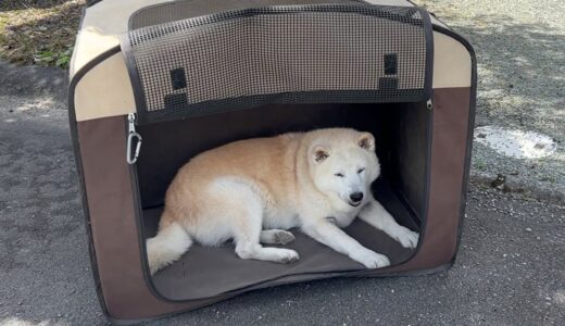 １０年以上倉庫に眠っていた初期の犬小屋、いまだに気に入っている柴犬