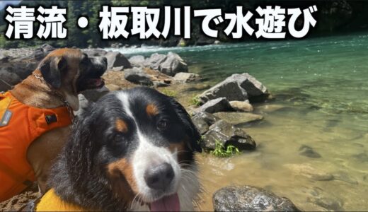 大型犬川遊び！板取川は最高に気持ちよかった！