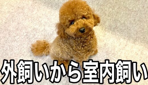 家の中で自分の陣地を見つけた犬。【トイプードル】