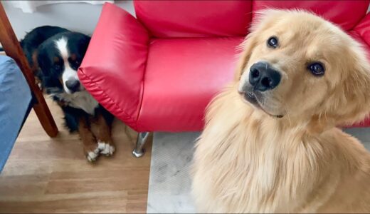 飼い主を亡くした老犬バーニーズが急激に元気なくなったので休みます