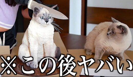 【神回】ツッコミどころ満載な動物のおもしろ動画見ようぜwwwwww【新作&傑作集②】【ハプニング映像】【犬】【猫】