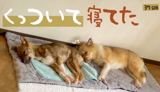 牧場に捨てられてた犬との生活37日目お尻にくっついて寝てたよ