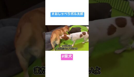 柴犬とプロレス【しゃべる犬 ジャックラッセルテリア】#shorts