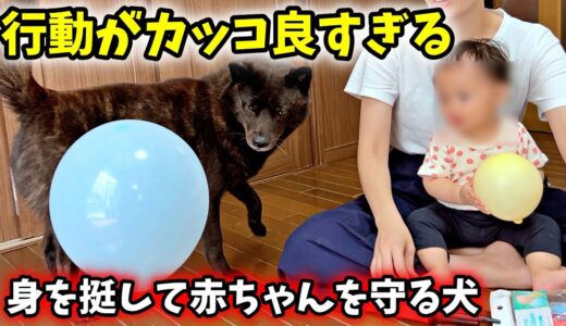 身を挺して赤ちゃんを守る犬【反省】またやってしまいました・・・