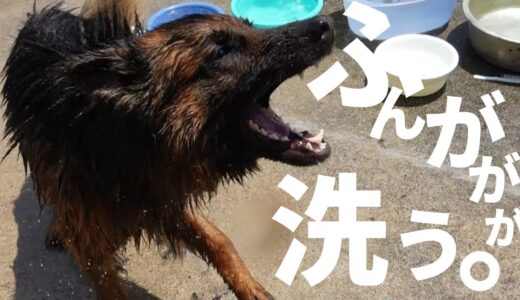 犬洗い！の現場