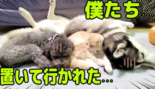 犬と猫に隠れてこっそり外出しようとしたらこうなりました...