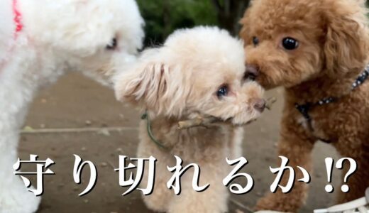 大切な枝を死守する犬が可愛いw【トイプードル】