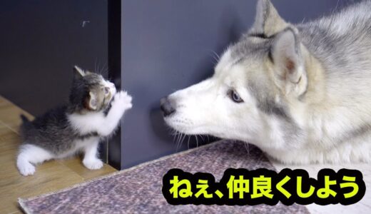 子猫に構ってほしくて、ずっと話をかけていくハスキー犬