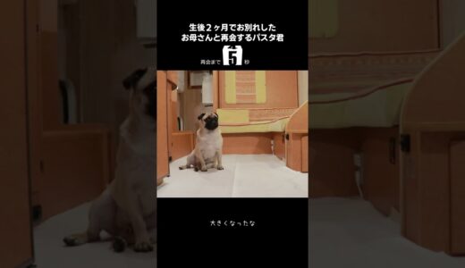 生後２ヶ月で別れた母犬と再会ドッキリ