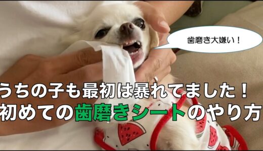 初めての犬用歯磨きシートのやり方