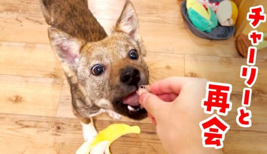 牧場に捨てられてた犬・チャーリーに会いに行ったよ！手から直接おやつを食べてくれました