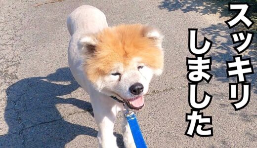 秋田犬 大吉くんトリミングして貰いました　施設の近況報告