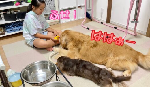 おもちゃで2匹を従える犬使いのような娘【ゴールデンレトリバーとミニチュアダックスフンド】