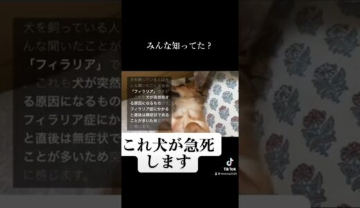 犬は「あれ」で急死します。 #shorts