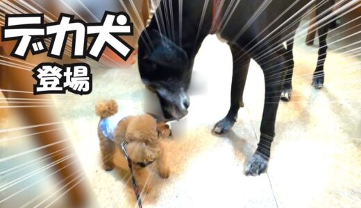 【パパと犬】超大型犬が登場した時の愛犬２匹の様子がこちら